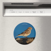 Aimant Longspur de la Laponie sur un journal éclairé (In Situ (Lave-vaisselle))