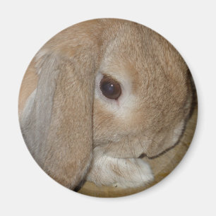 Aimant - Lop Earl Lapin nain