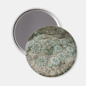 Aimant Lophora williamsii - Peyote (Recto/Verso)