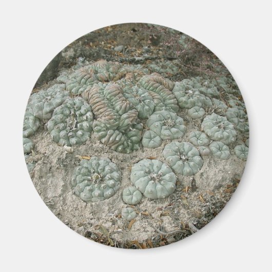 Aimant Lophora williamsii - Peyote (Devant)