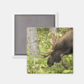 Aimant L'orignal (Recto/Verso)