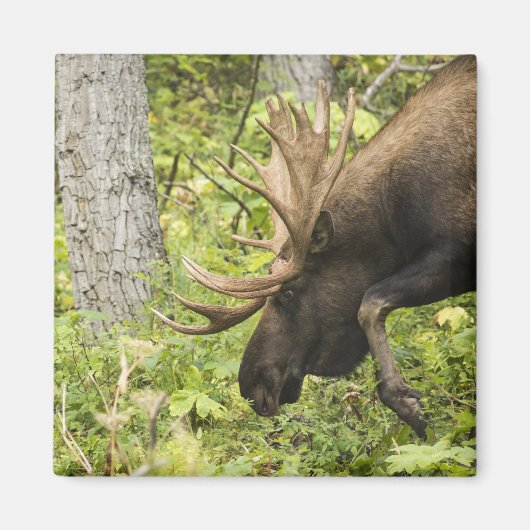 Aimant L'orignal (Devant)