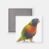 Aimant Lorikeet arc-en-ciel féminin - Trichoglossus (Recto/Verso)