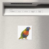 Aimant Lorikeet arc-en-ciel féminin - Trichoglossus (In Situ (Lave-vaisselle))