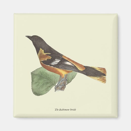 Aimant L'Oriole d'Or ou de Baltimore (Icterus galbula) (Devant)