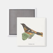 Aimant L'Oriole d'Or ou de Baltimore (Icterus galbula) (Recto/Verso)