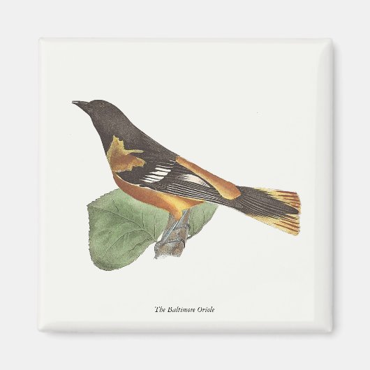 Aimant L'Oriole d'Or ou de Baltimore (Icterus galbula) (Devant)