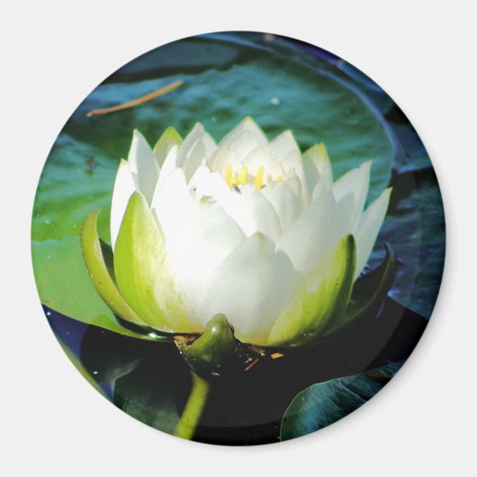 Aimant Lotus blanc brillant (Devant)