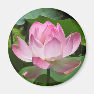 Aimant Lotus Bloom rose