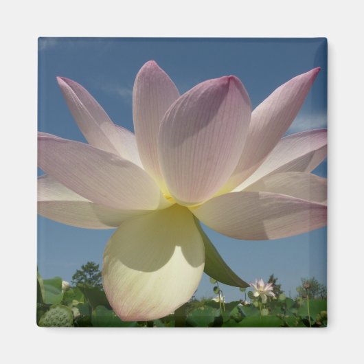 Aimant Lotus Flower et Blue Sky II (Devant)