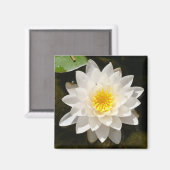Aimant Lotus Nénuphar Blanc Flottant (Recto/Verso)