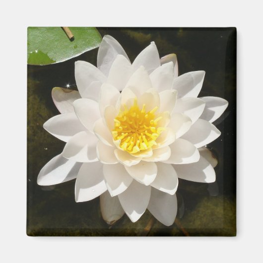 Aimant Lotus Nénuphar Blanc Flottant (Devant)