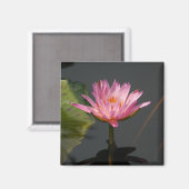 Aimant Lotus Nénuphar rose (Recto/Verso)