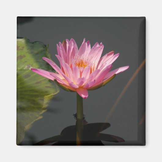Aimant Lotus Nénuphar rose (Devant)