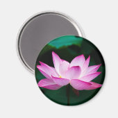 Aimant Lotus rose (Recto/Verso)