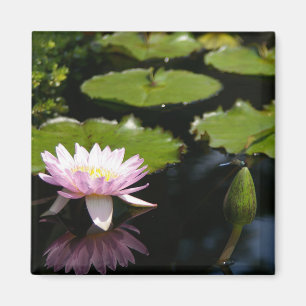 Aimant Lotus rose Nénuphar Dragonfly