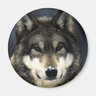 Aimant Loup