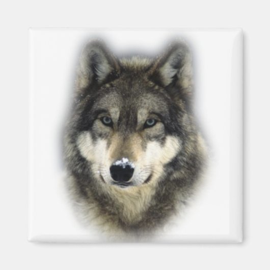 Aimant Loup (Devant)