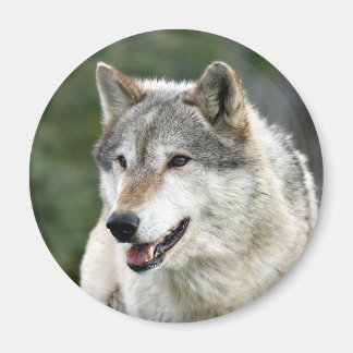 Aimant Loup