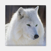 Aimant Loup (Devant)