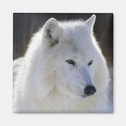 Aimant Loup (Devant)