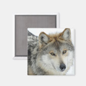 Aimant Loup (Recto/Verso)