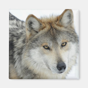 Aimant Loup