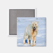 Aimant Loup (Recto/Verso)