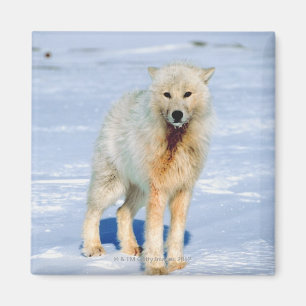 Aimant Loup