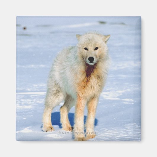 Aimant Loup (Devant)
