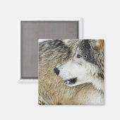 Aimant Loup (Recto/Verso)