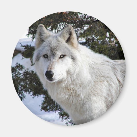 Aimant loup (Devant)