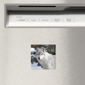 Aimant loup (In Situ (Lave-vaisselle))