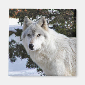 Aimant loup
