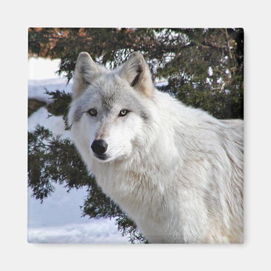 Aimant loup (Devant)