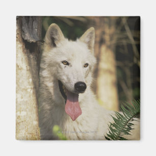 Aimant Loup arctique dans la forêt