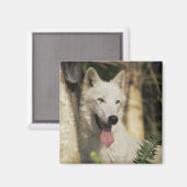 Aimant Loup arctique en forêt (Recto/Verso)