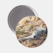 Aimant Loup arctique n° 2 (Recto/Verso)