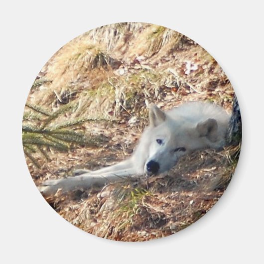 Aimant Loup arctique n° 2 (Devant)