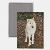 Aimant Loup Blanc (Recto/Verso)
