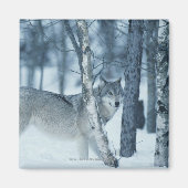 Aimant Loup (Canis lupus) en hiver (Devant)