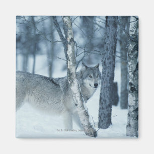 Aimant Loup (Canis lupus) en hiver