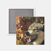 Aimant Loup (Canis lupus), tournage, avec (Recto/Verso)