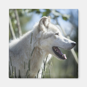 Aimant Loup dans Yellowstone.