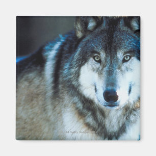 Aimant Loup de bois de construction