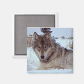 Aimant Loup de Yellowstone (Recto/Verso)