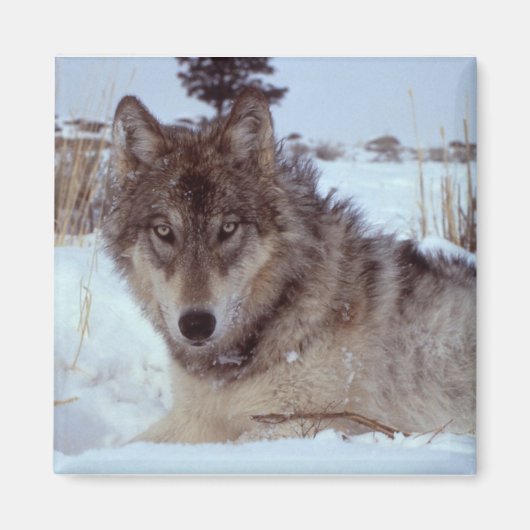 Aimant Loup de Yellowstone (Devant)