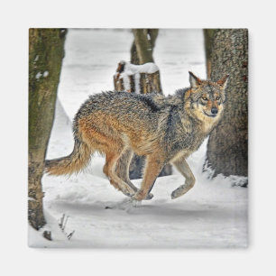 Aimant Loup fonctionnant dans l'aimant de neige