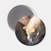 Aimant Loup gris (Recto/Verso)