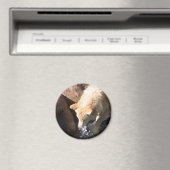 Aimant Loup gris (In Situ (Lave-vaisselle))